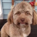 yogi pup face ht mem 1803134x3992 1521000343399686642483